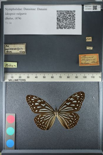 Media type: image;   Entomology 166650